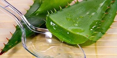 Aloe juice to treat varicose veins on the legs